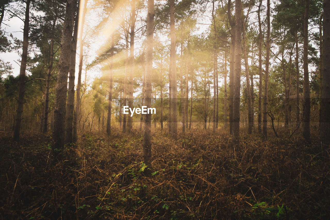 Sunlight streaming through trees in forest