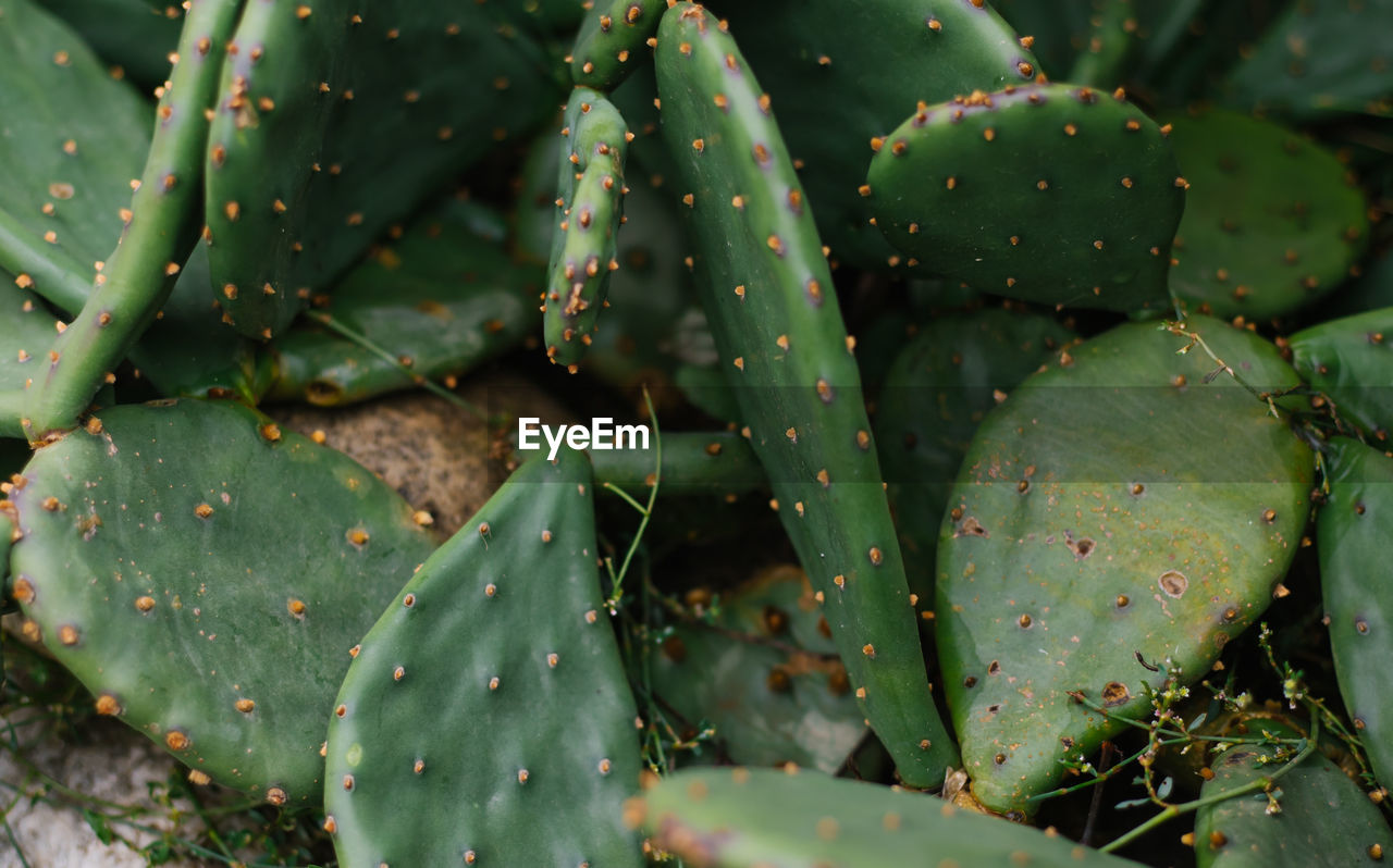 Background of a green flat cactus. prickly leaves.the texture of an exotic plant. garden decoration.