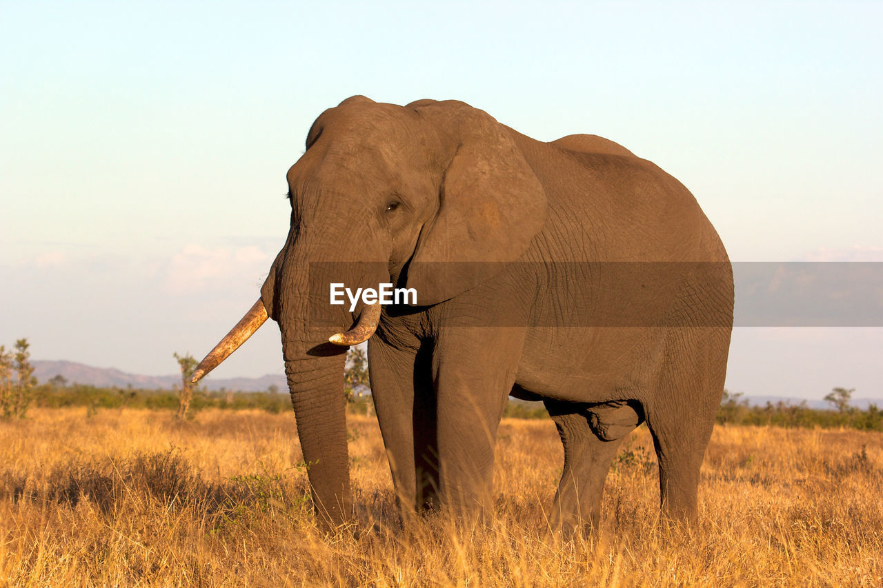 Elephant standing on landscape against sky