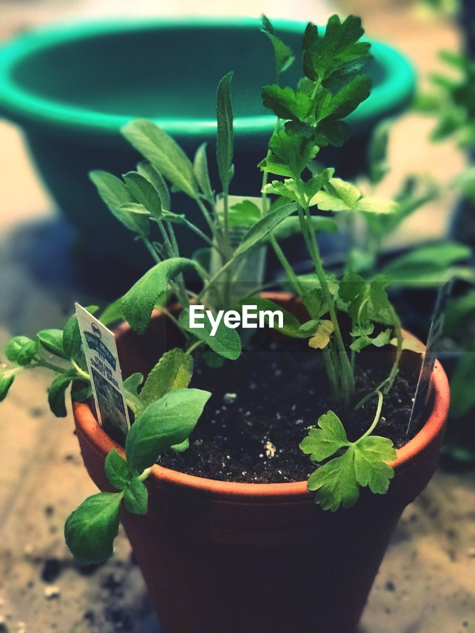 CLOSE-UP OF POTTED PLANT IN POT