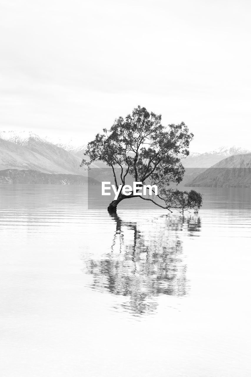 Tree by lake against sky