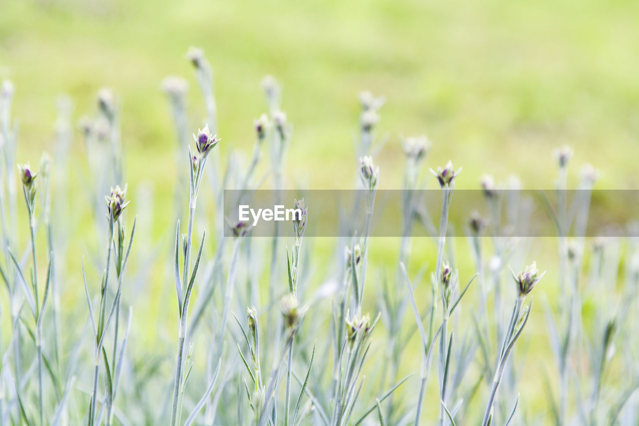 Close-up of buds growing at park