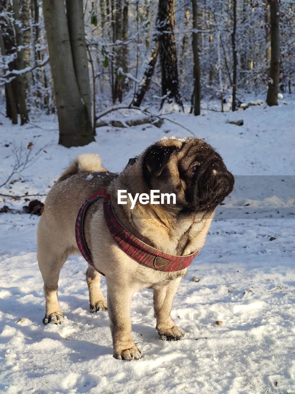 Cute pug in the snow