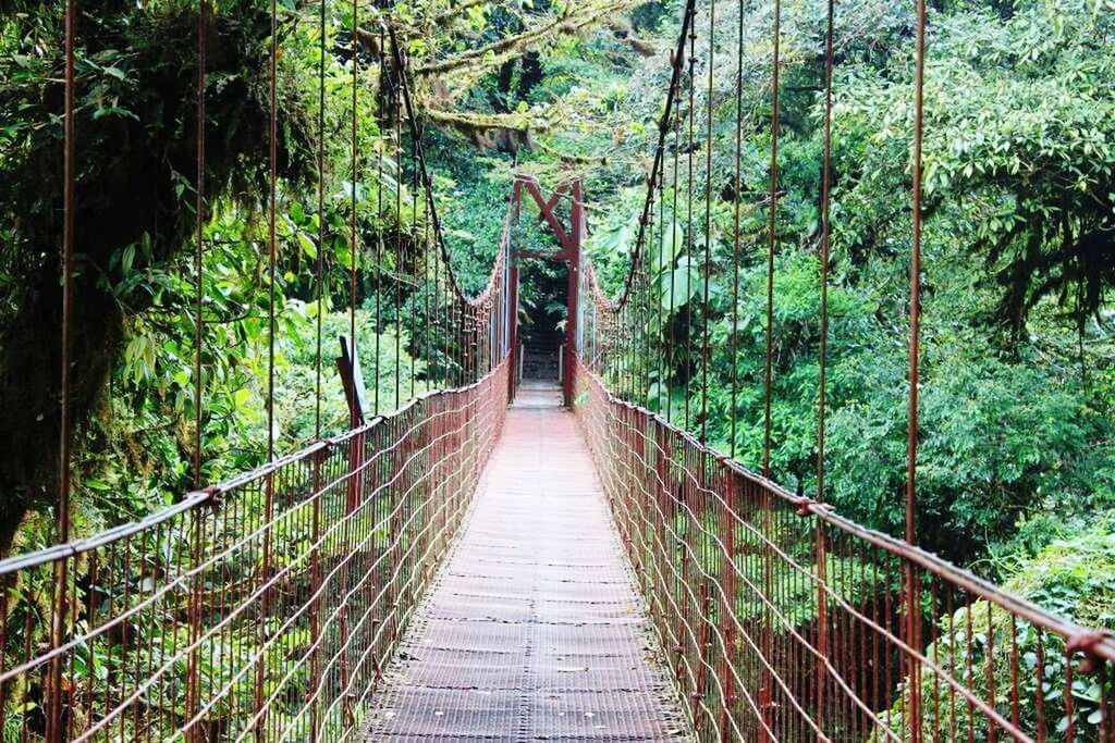 FOOTBRIDGE PASSING THROUGH TREES