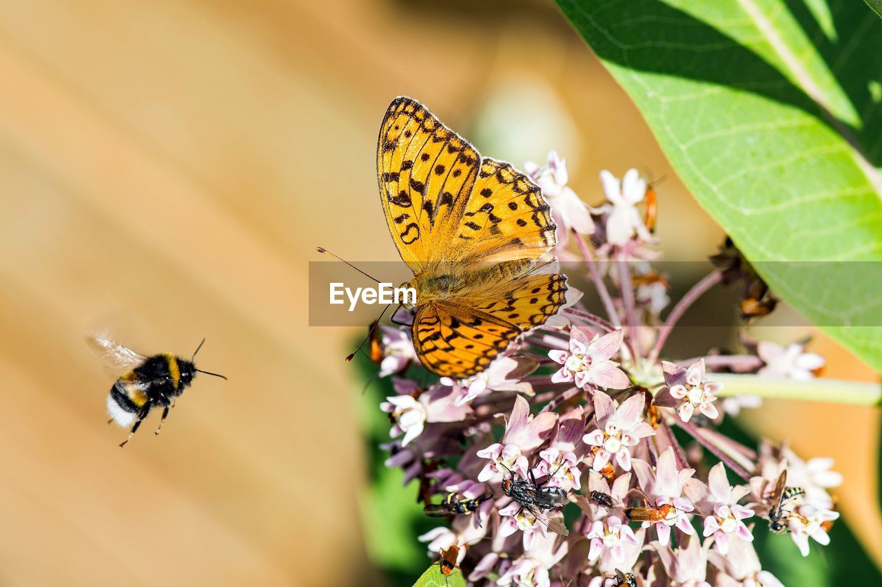 BUTTERFLY POLLINATING ON FLOWER