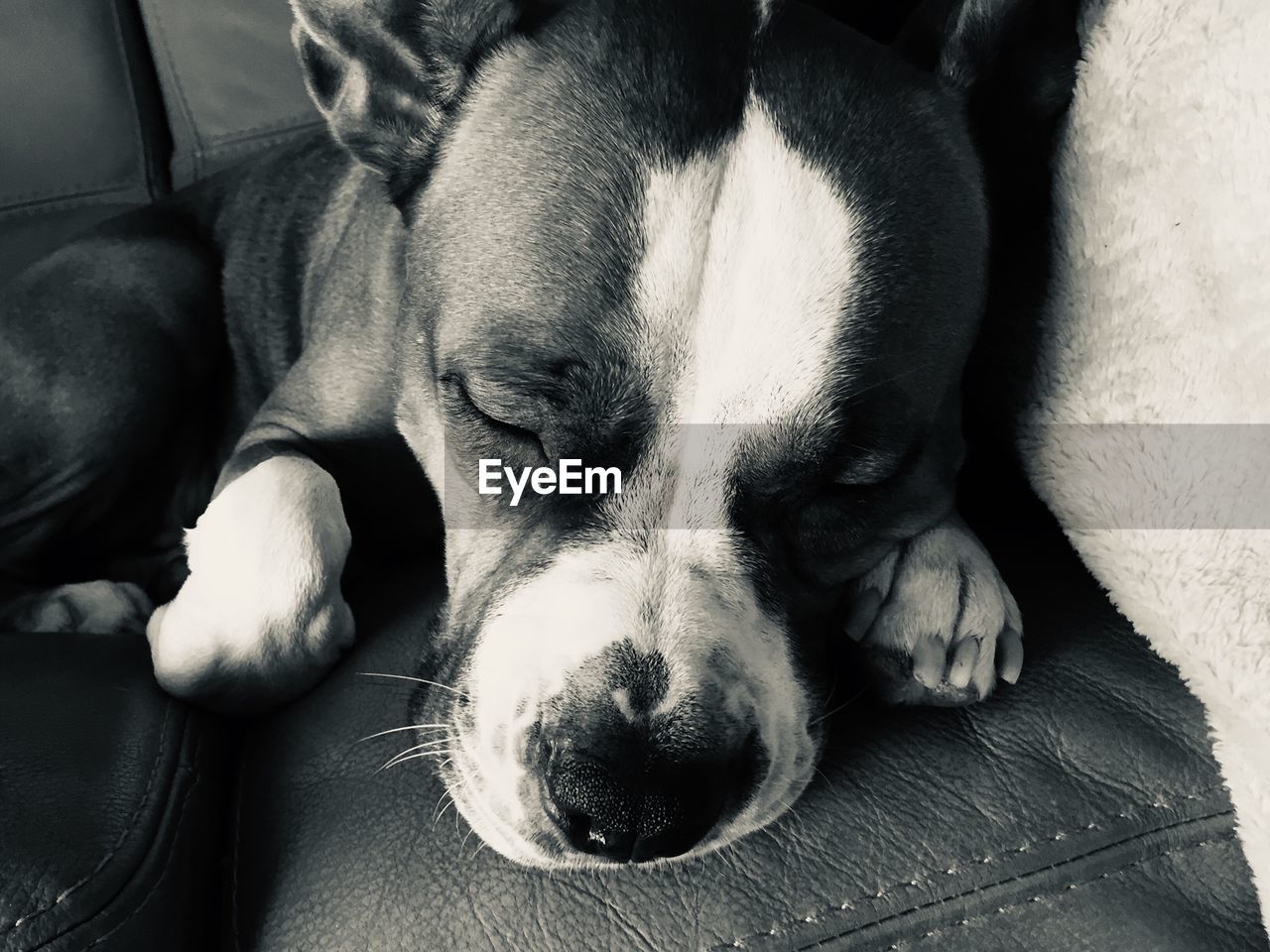 CLOSE-UP OF DOG SLEEPING IN A BLANKET