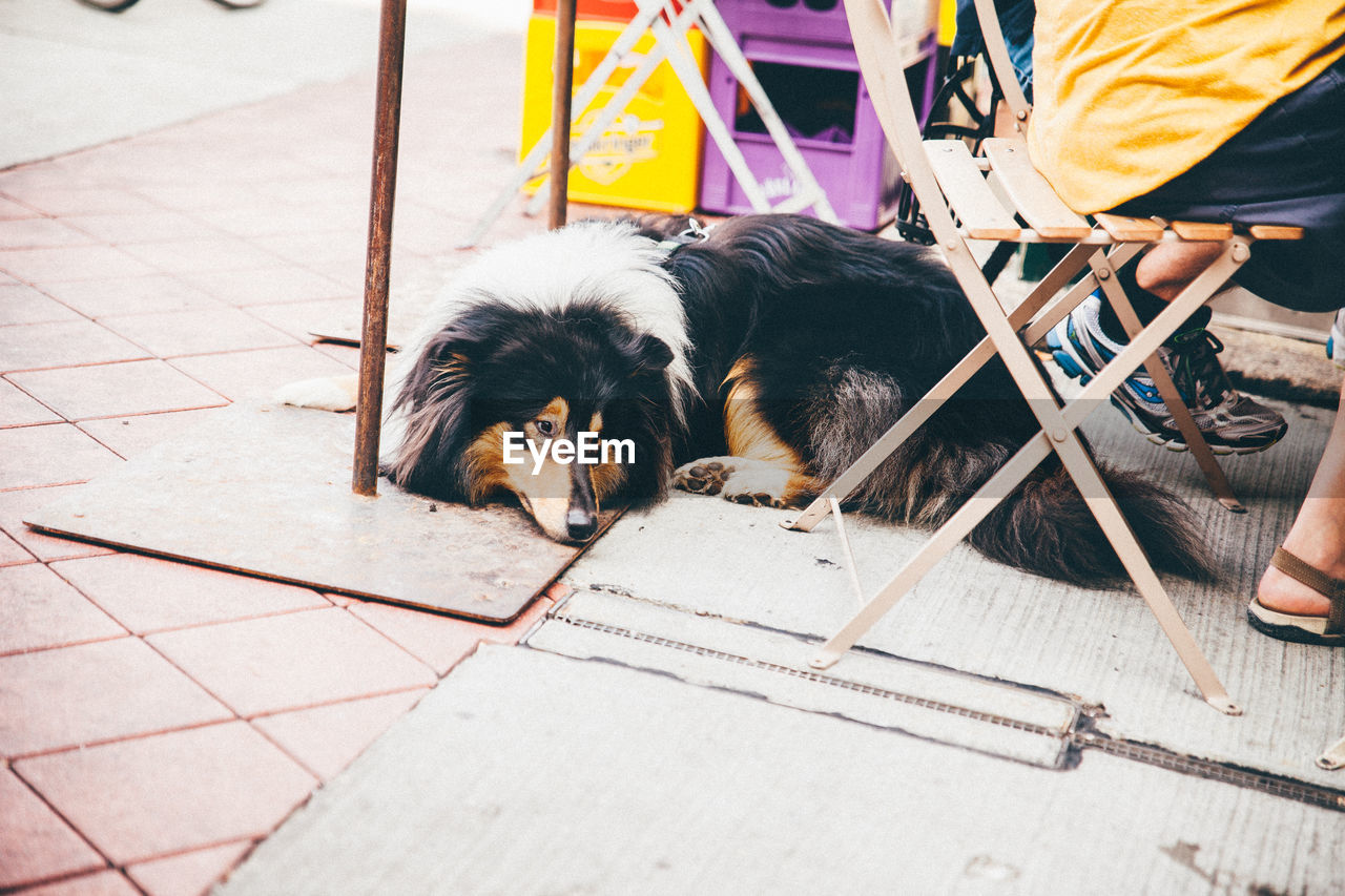 Dog lying down on floor