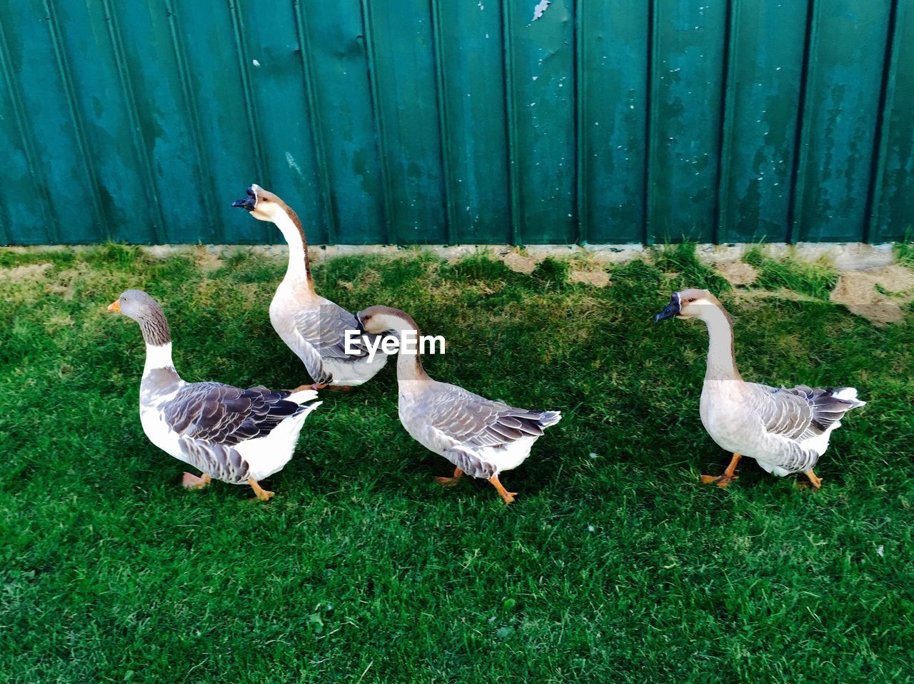 Geese on grassy field