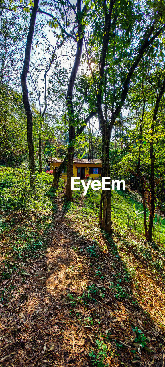 Small yellow house, in the forest, in serra da cantareira, mairiporã, sp.