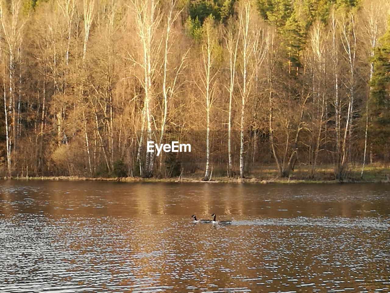 SWANS SWIMMING ON LAKE