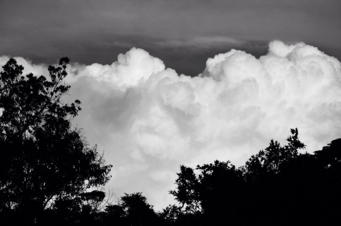 SILHOUETTE OF TREES AGAINST CLOUDY SKY