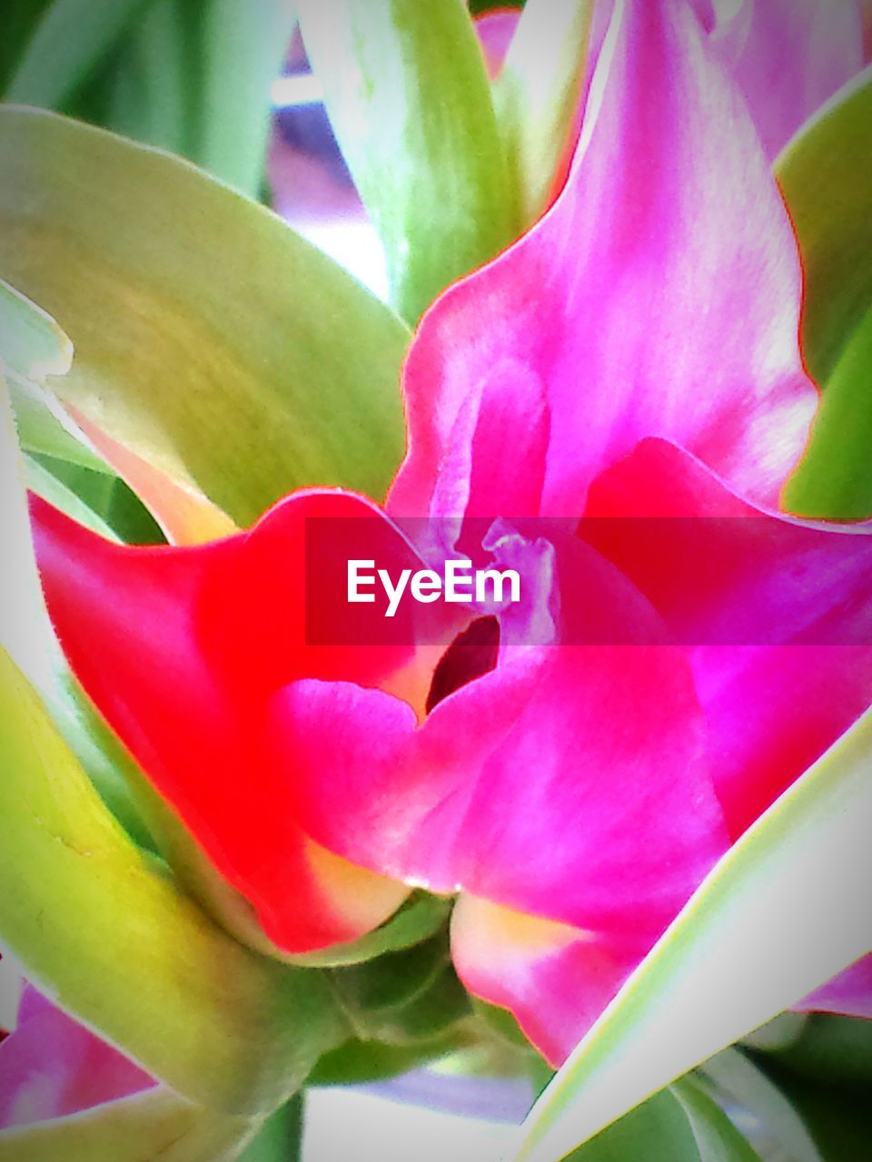 Close-up of pink flower