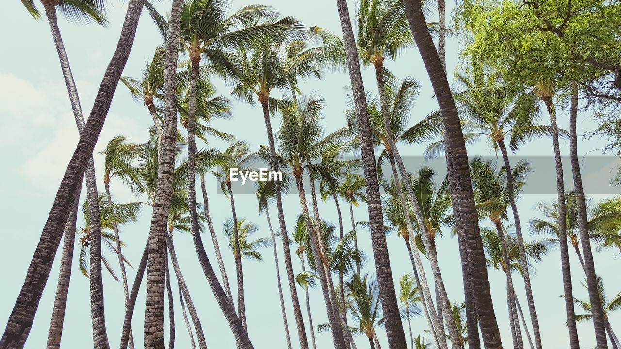 Low angle view of palm trees against clear sky