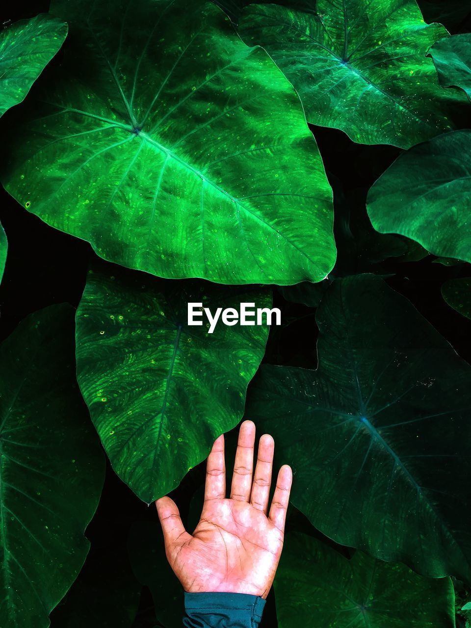 Cropped hand of person touching leaves