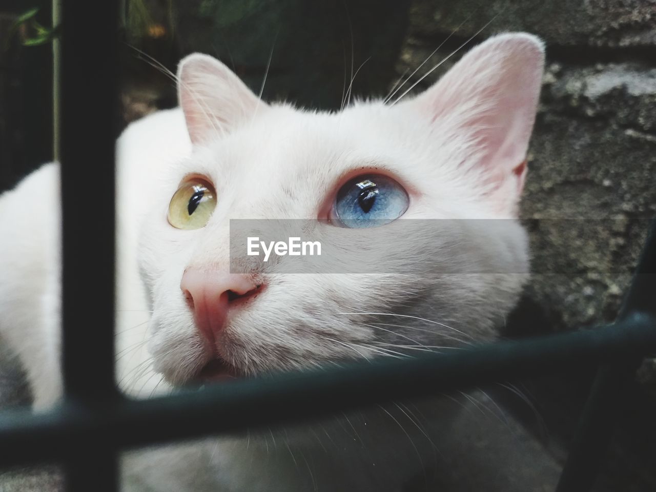 Close-up portrait of a cat