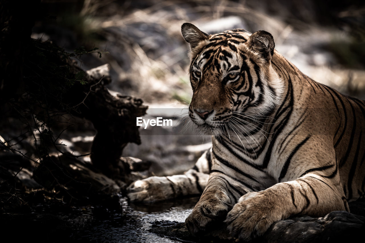 VIEW OF A RELAXED TIGER