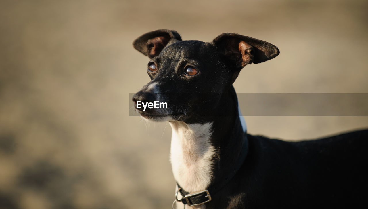 Close-up of black dog standing at beach