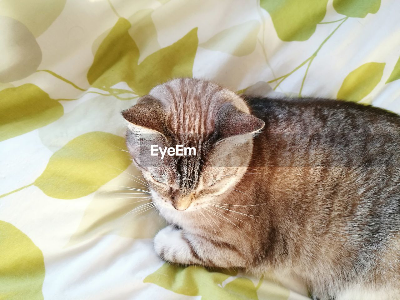 Close-up of cat relaxing on bed