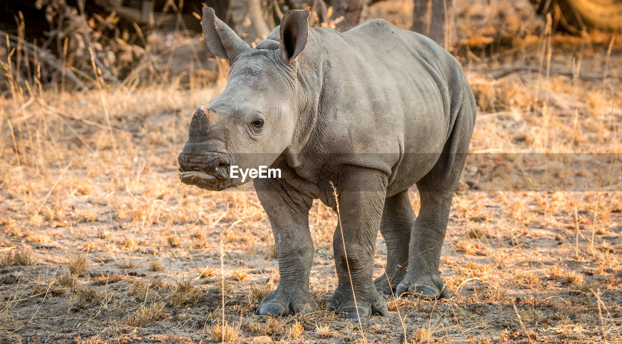 Rhinoceros standing in a field