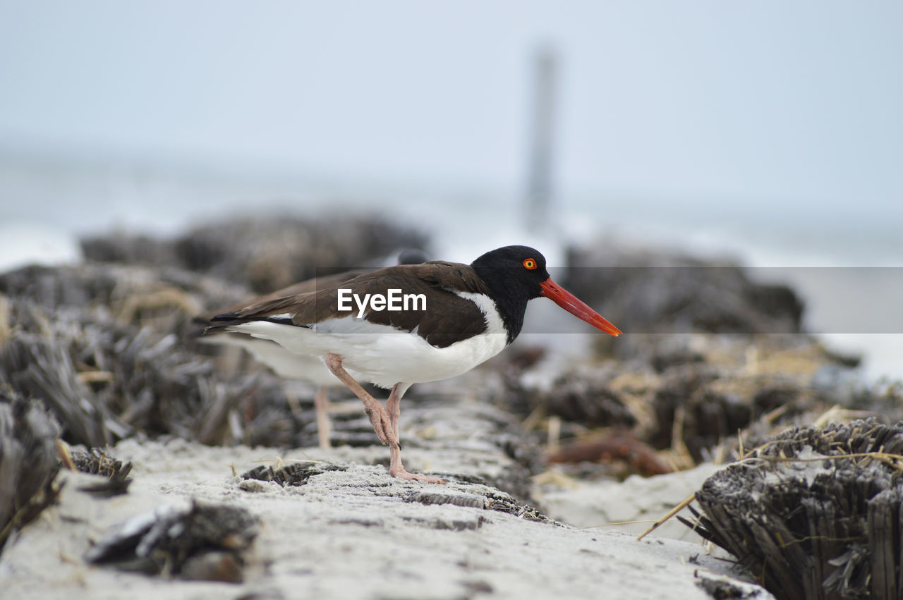 Close-up of bird on rock at beach