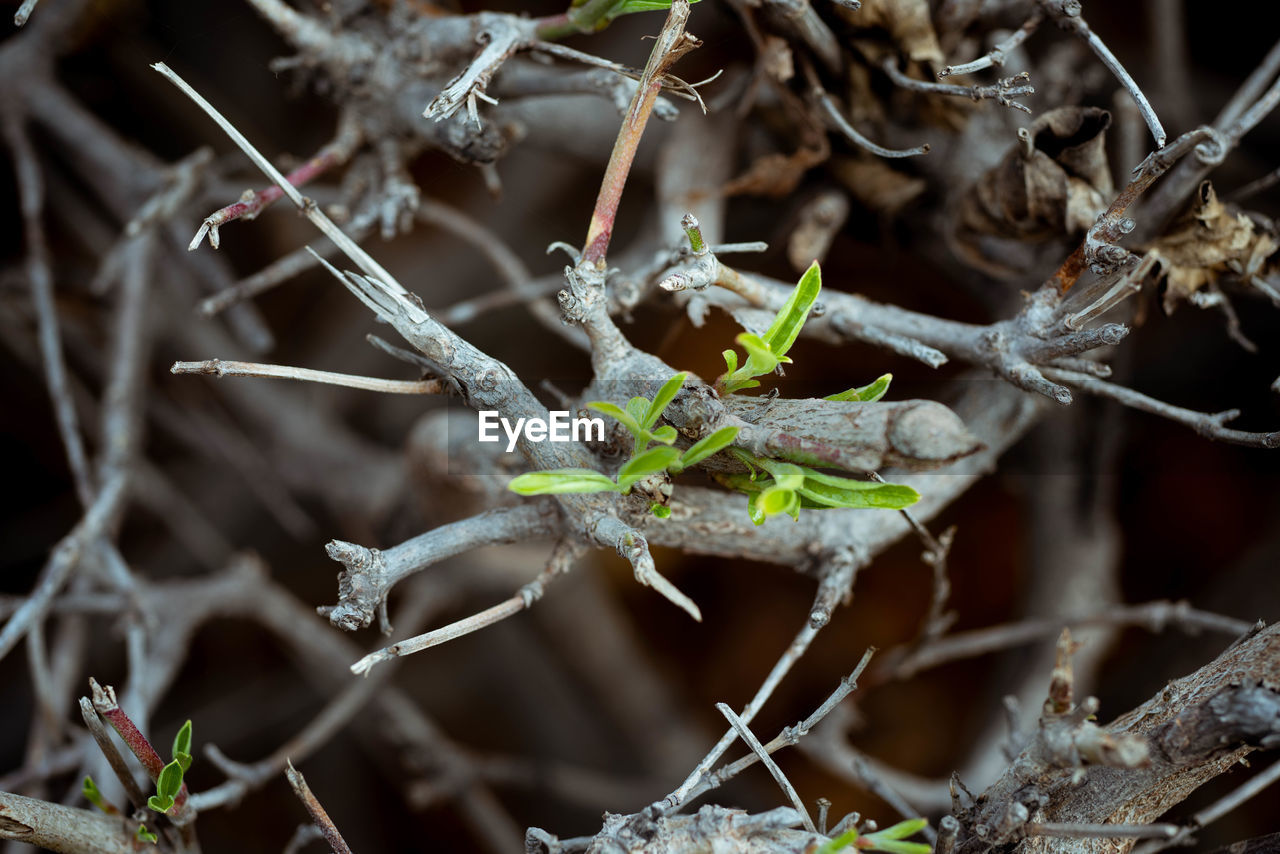 CLOSE-UP OF INSECT ON PLANTS