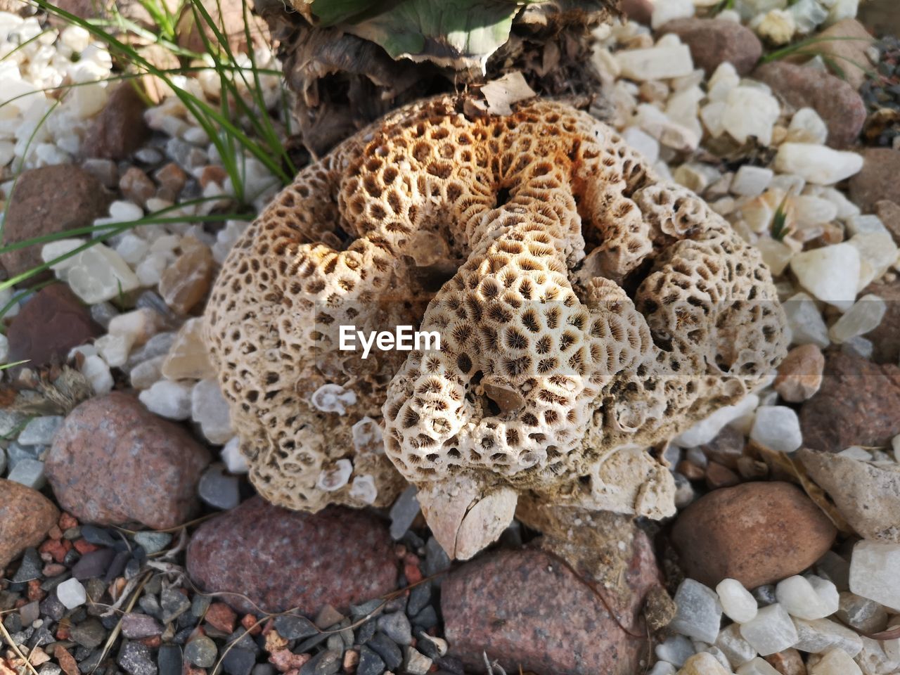 CLOSE-UP OF SHELLS ON GROUND