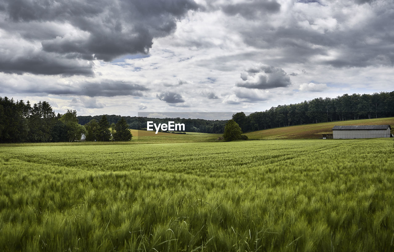 Scenic view of agricultural field against sky