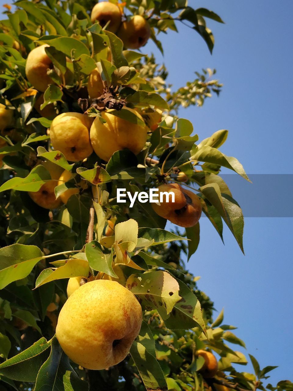 LOW ANGLE VIEW OF APPLES ON TREE