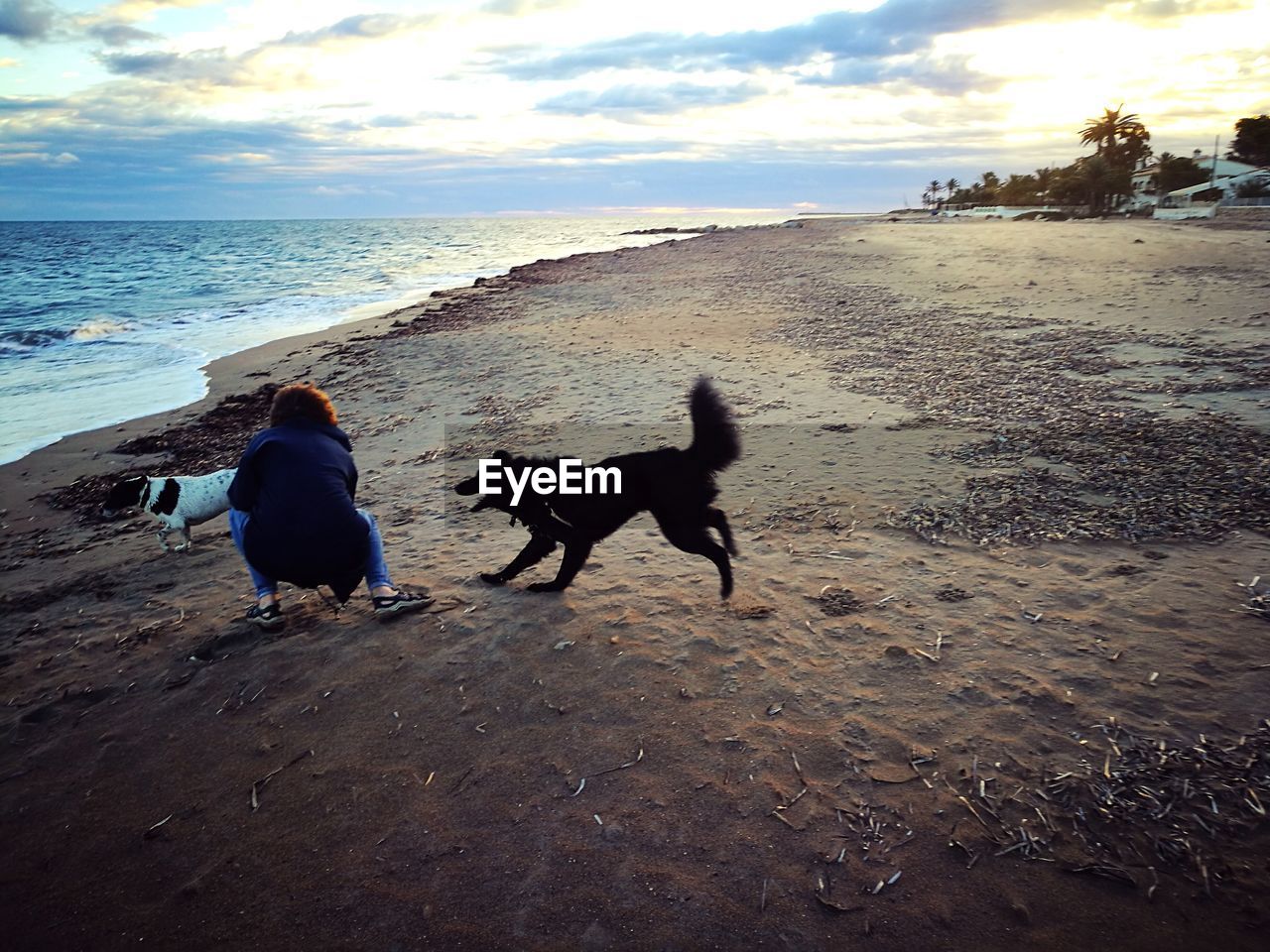 DOGS AT BEACH AGAINST SKY