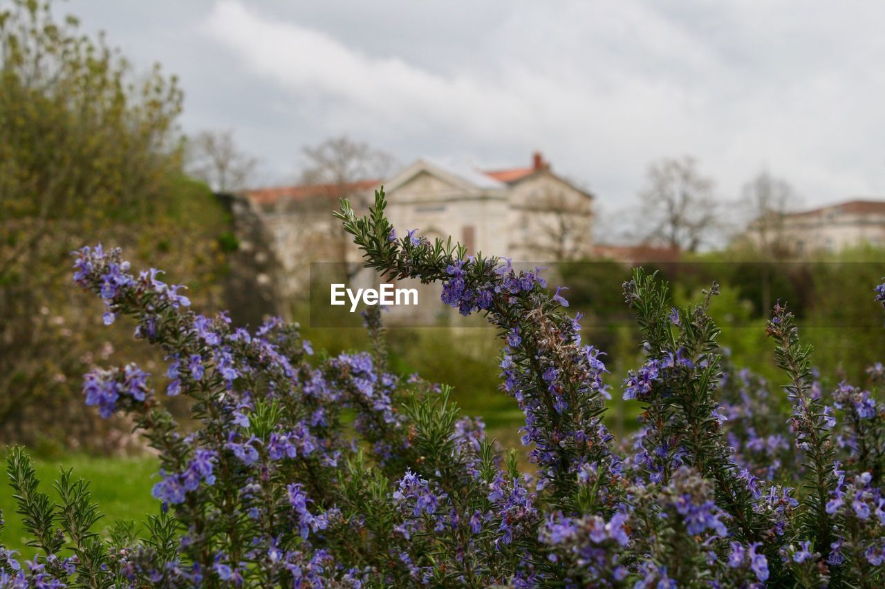 Purple flowering plants on field against sky