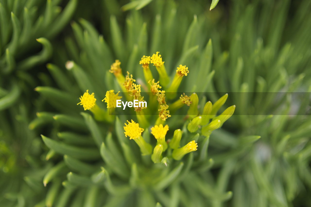 CLOSE-UP OF YELLOW FLOWERING PLANT