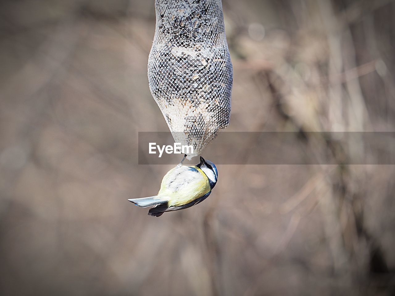 CLOSE-UP OF BIRD FLYING OVER A BLURRED BACKGROUND