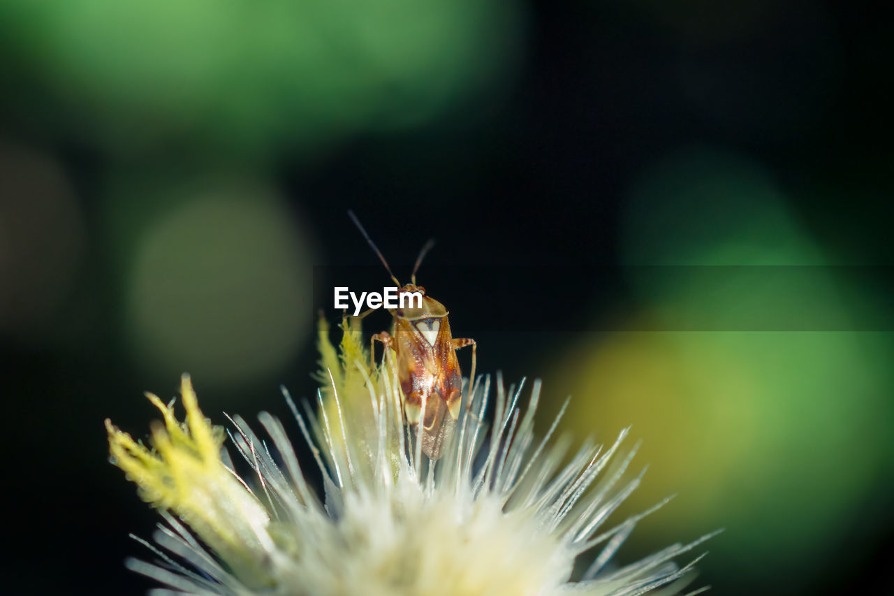 CLOSE-UP OF INSECT ON PLANTS