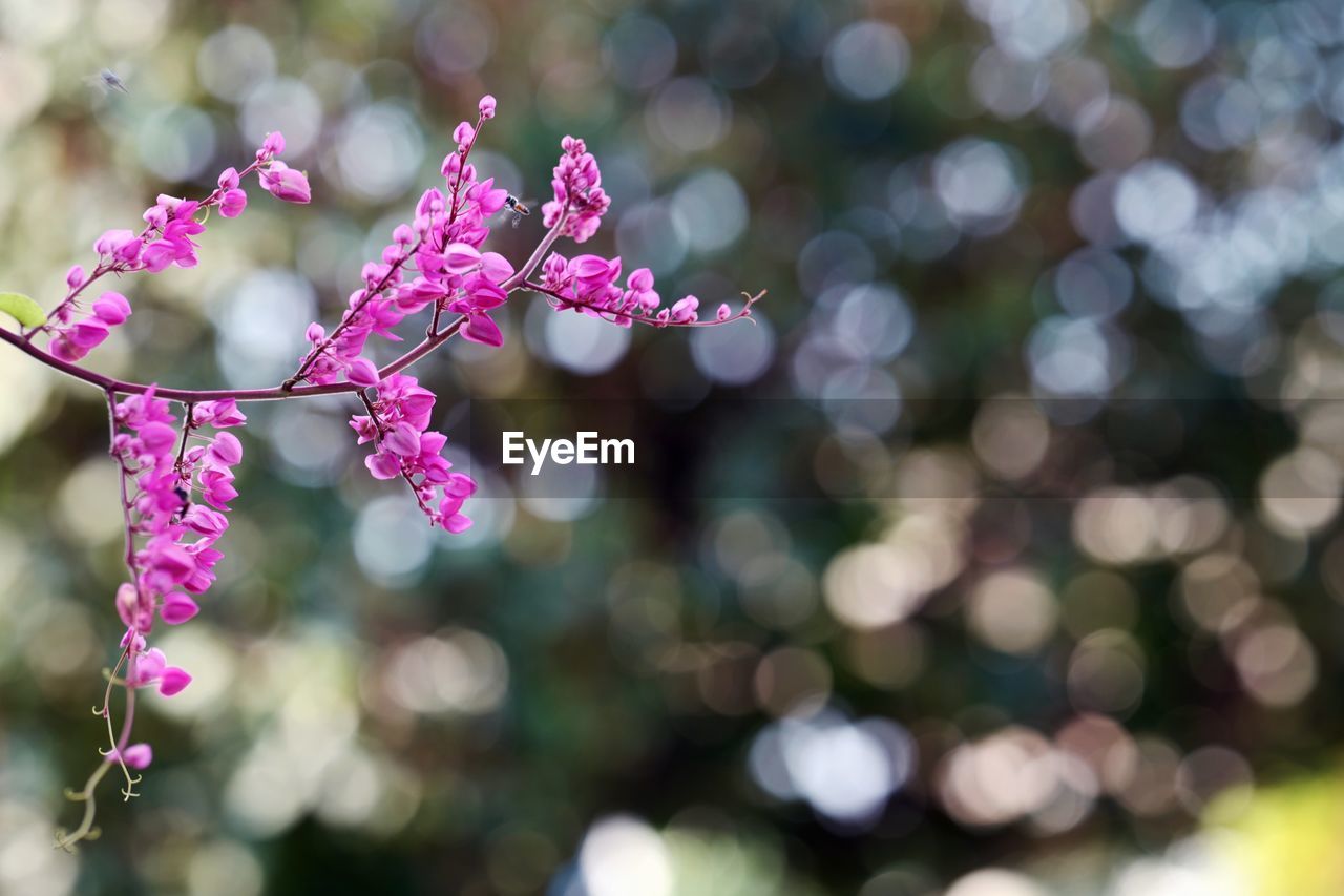 CLOSE-UP OF PINK FLOWERING PLANTS HANGING FROM TREE