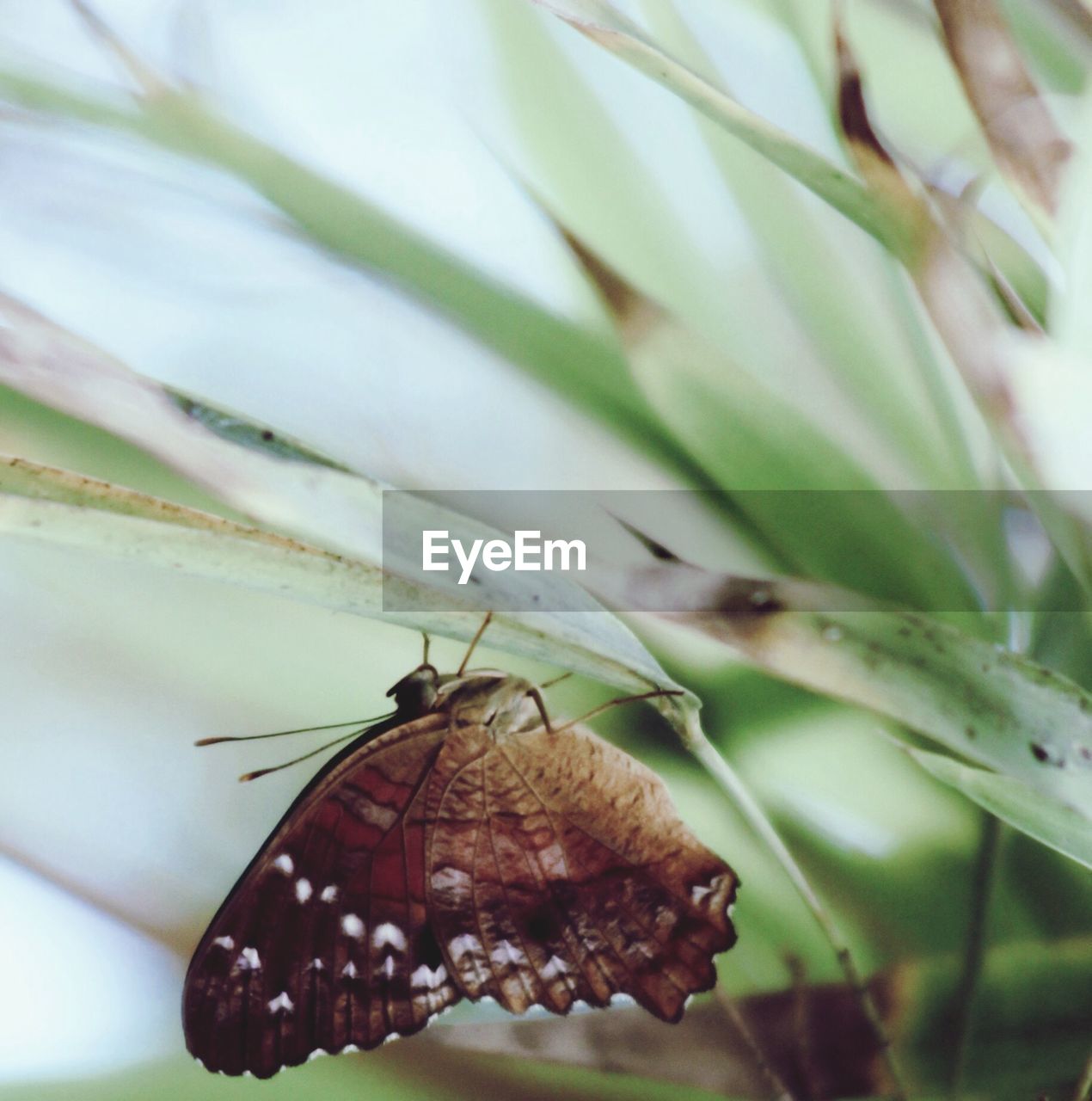 CLOSE-UP OF BUTTERFLY ON LEAF