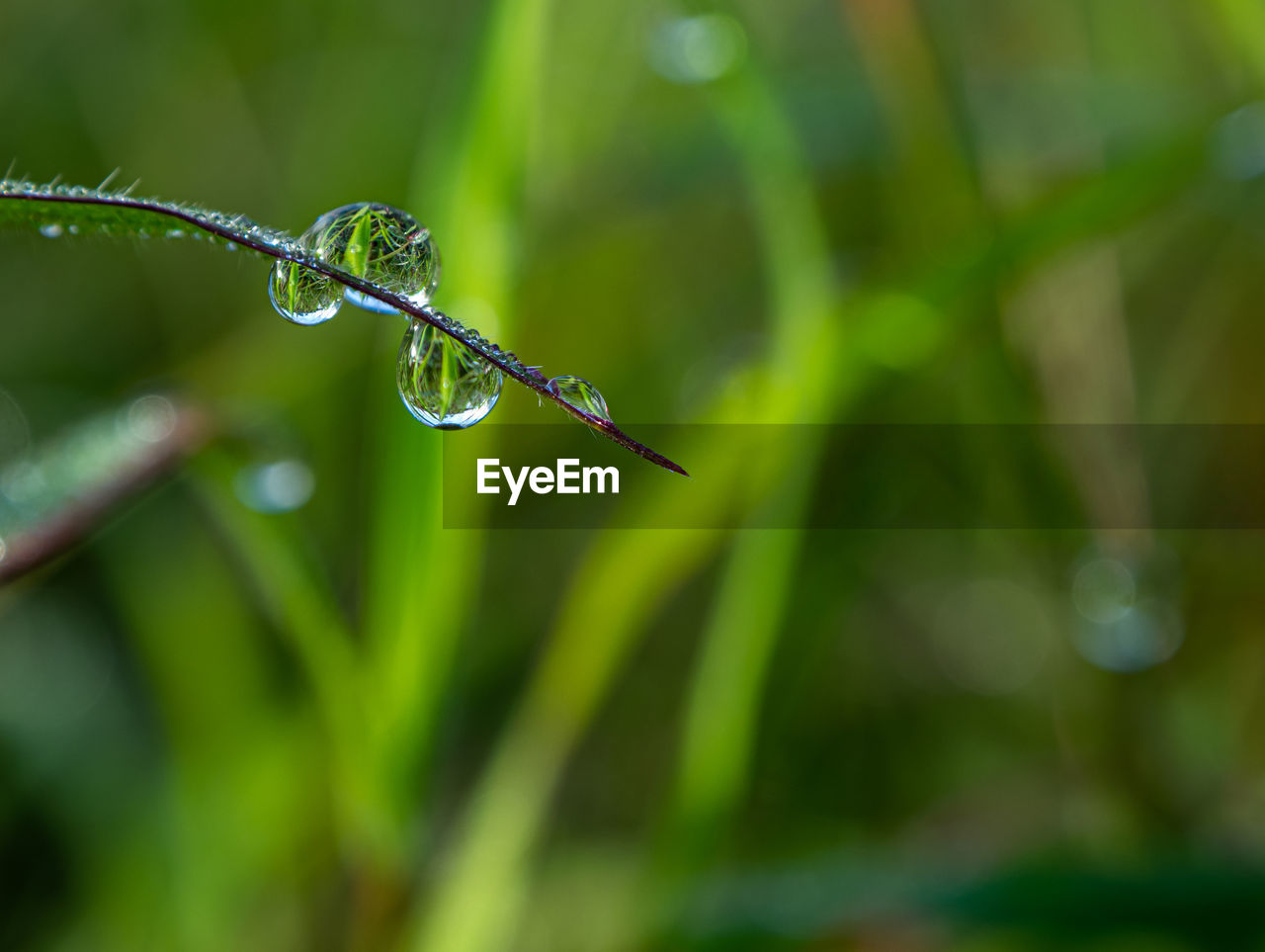 CLOSE-UP OF DEW DROPS ON PLANT