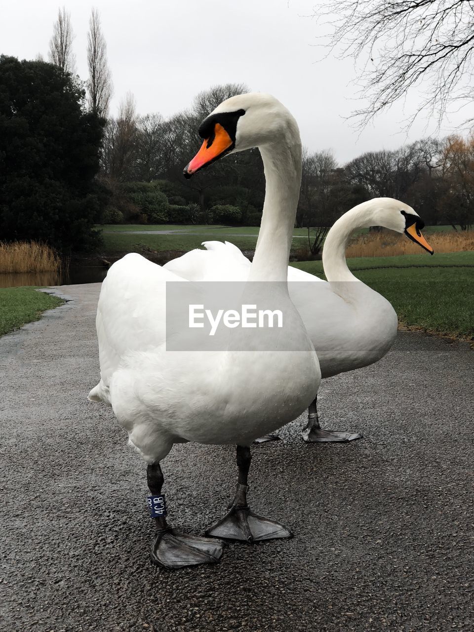 CLOSE-UP OF SWAN IN LAKE