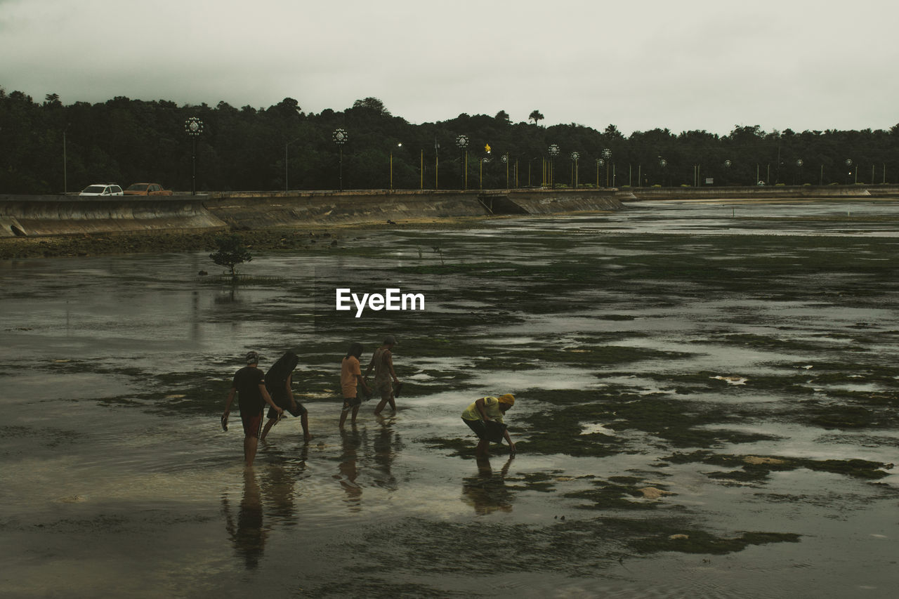 water, shore, sea, nature, sky, land, reflection, animal themes, beach, animal, coast, environment, mammal, outdoors, group of animals, animal wildlife, wet, wave, wetland, domestic animals, landscape, tree, cloud, no people, day