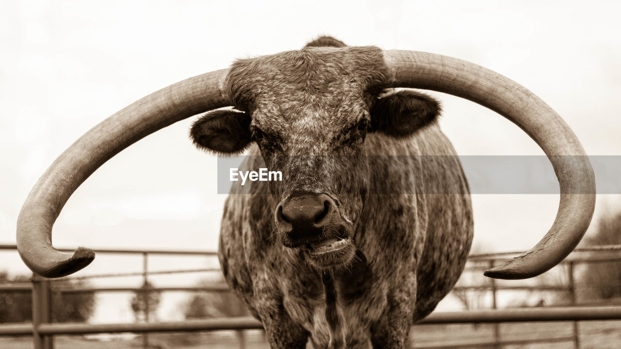 Portrait of texas longhorn cattle in pen against clear sky