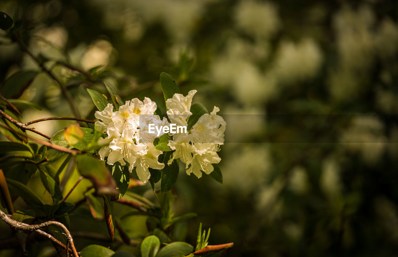 plant, flower, flowering plant, nature, beauty in nature, branch, blossom, green, freshness, sunlight, growth, plant part, tree, close-up, focus on foreground, leaf, macro photography, white, shrub, fragility, flower head, no people, outdoors, food, food and drink, springtime, botany, fruit, environment, summer, petal, inflorescence, produce, land, animal wildlife