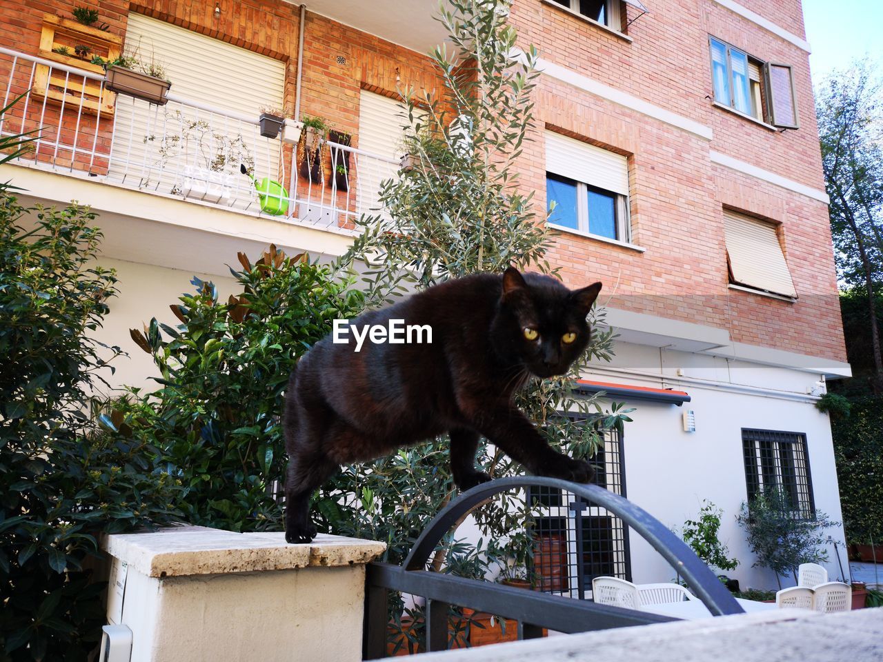 CAT SITTING ON A WINDOW OF BUILDING