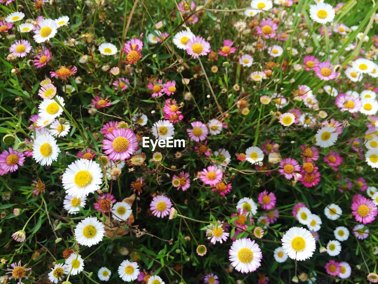 High angle view of fresh daisy flowers blooming in garden