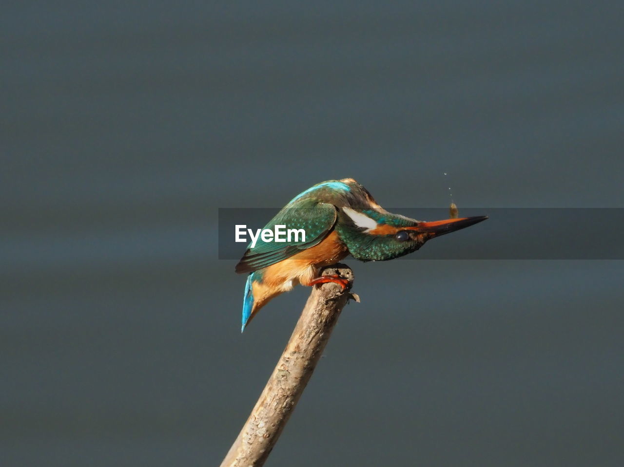 CLOSE-UP OF A BIRD PERCHING ON A BRANCH