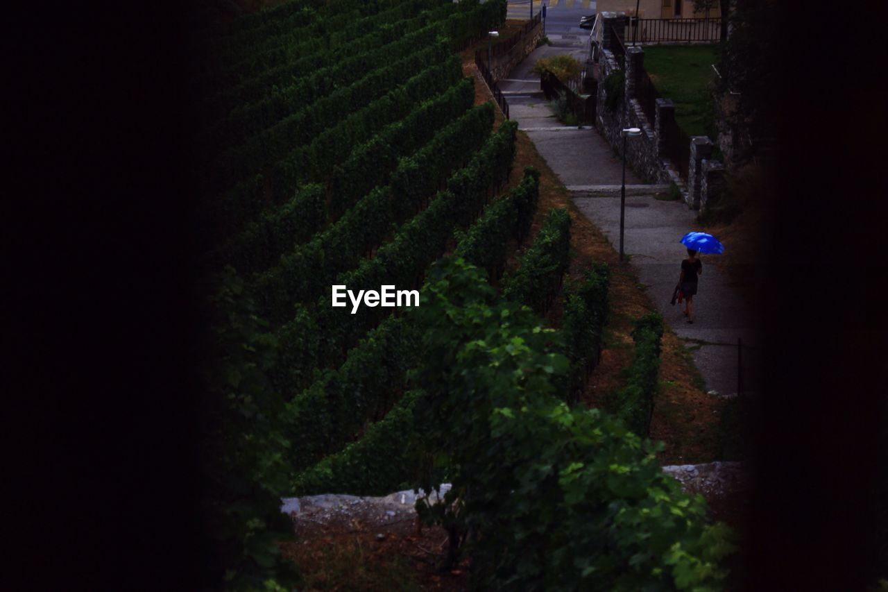 HIGH ANGLE VIEW OF PERSON WALKING ON FIELD