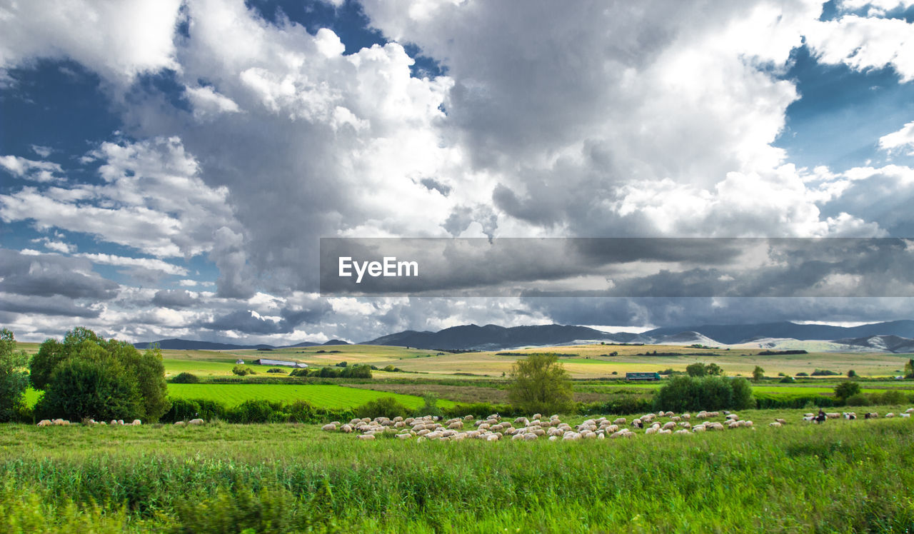 Scenic view of agricultural field against sky