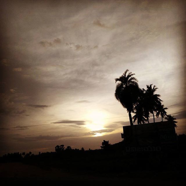 SILHOUETTE OF PALM TREES AT SUNSET