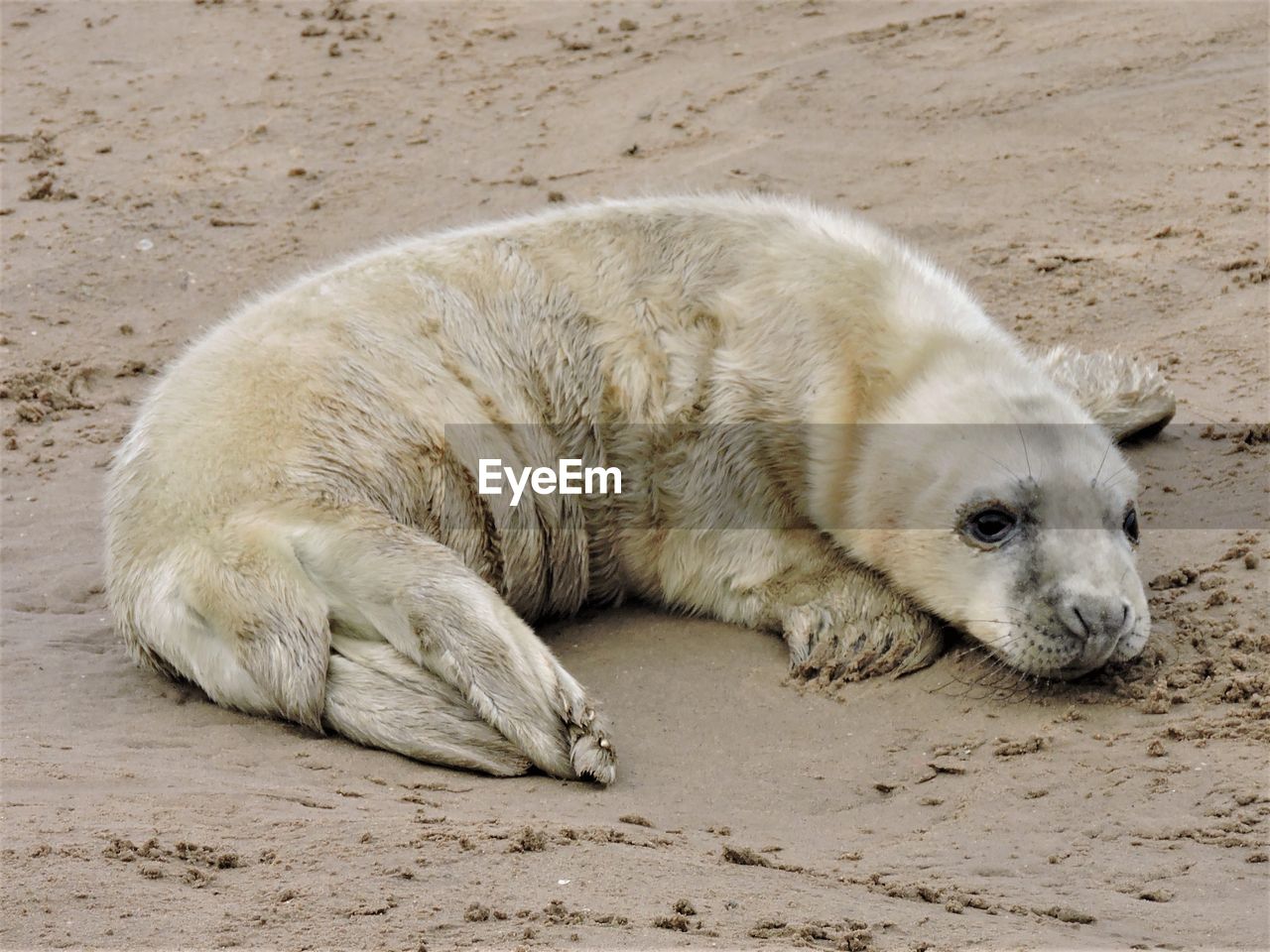 CLOSE-UP OF DOG ON SANDY BEACH