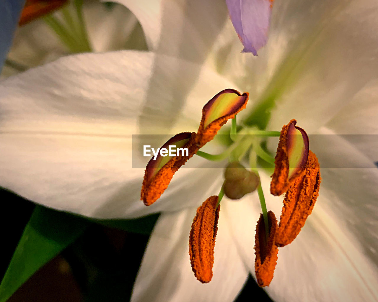 flower, flowering plant, plant, beauty in nature, freshness, close-up, petal, nature, flower head, fragility, macro photography, growth, inflorescence, pollen, yellow, no people, lily, botany, stamen, outdoors, focus on foreground, plant stem, springtime, leaf, day, blossom, plant part