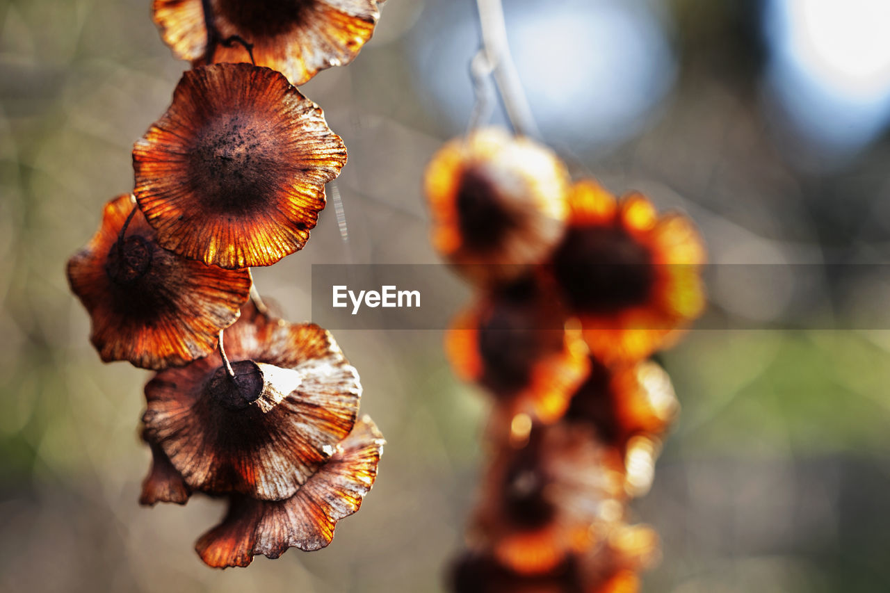  brown winged fruits of paliurus spina christi also called jerusalem thorn or garland thorn 