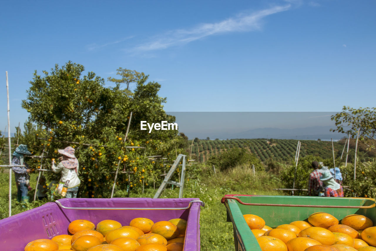 Fruits and vegetables on tree against sky